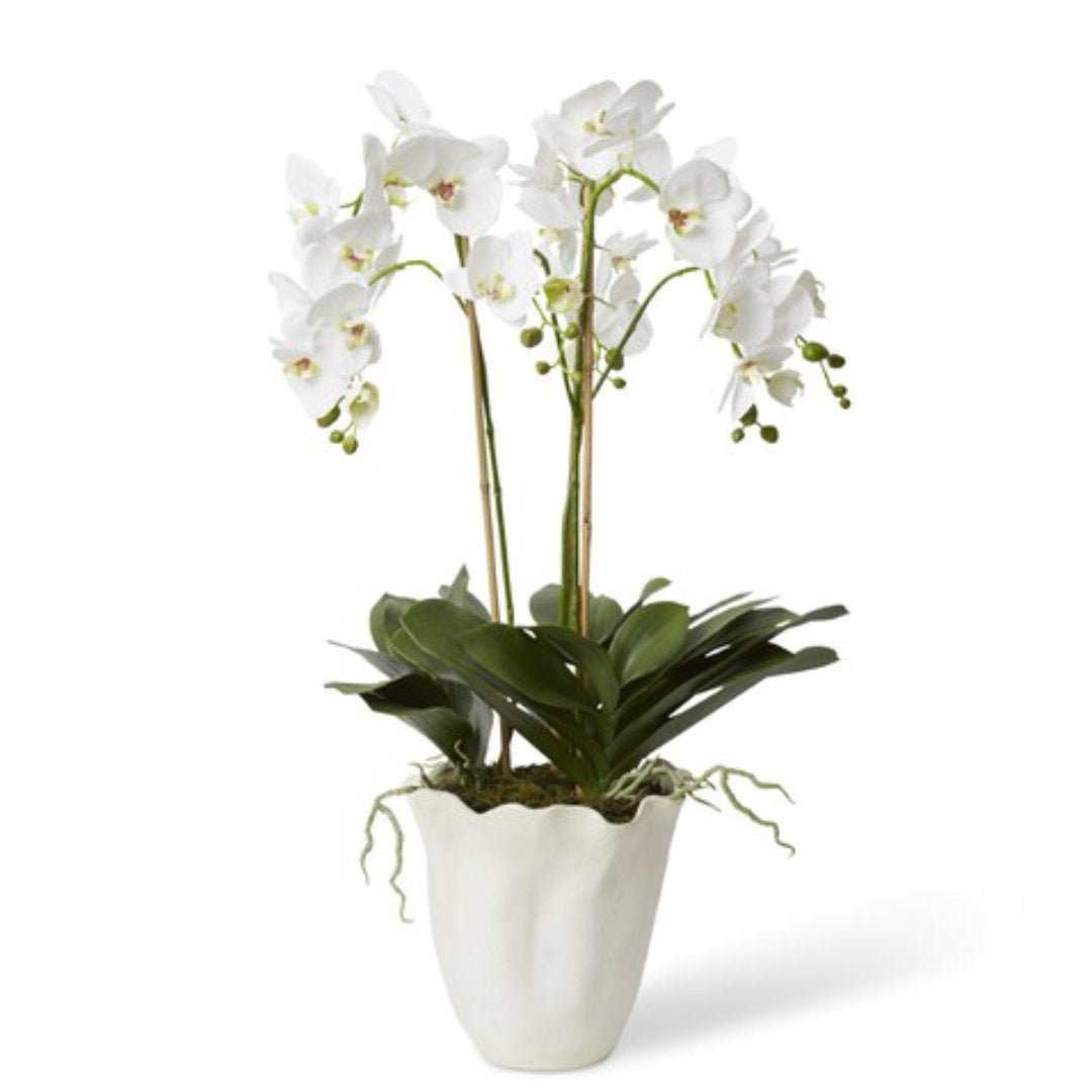 Phalaenopsis Emaline in White Vase - Suzie Anderson Home