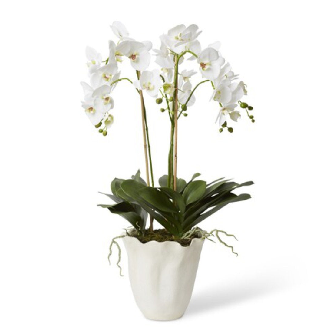 Phalaenopsis Emaline in White Vase-Suzie Anderson Home