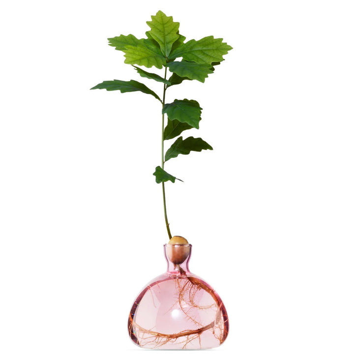 Acorn Propogation Vase | Coloured Rose Pink (Acorn not included)