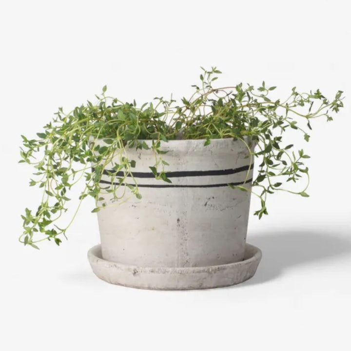 Portugal Herb Pot | Small