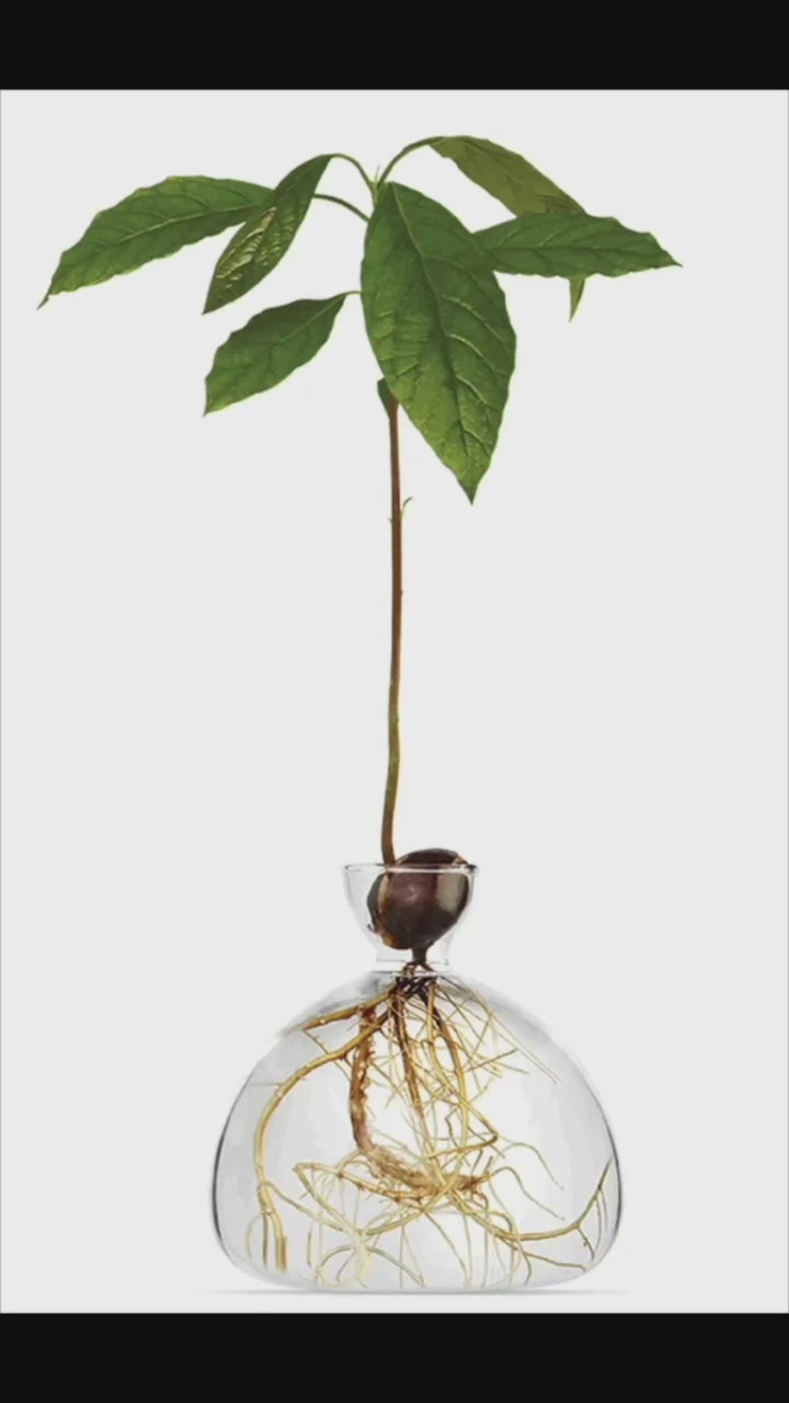 Avocado Propogation Vase | Clear Glass (Avocado seed not included)