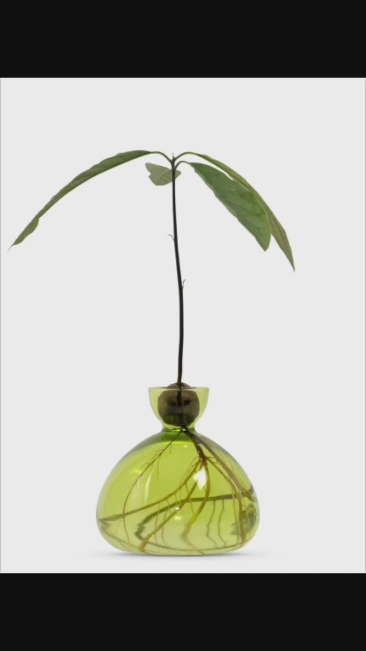Avocado Propogation Vase | Coloured Grass Green (Avocado seed not included)