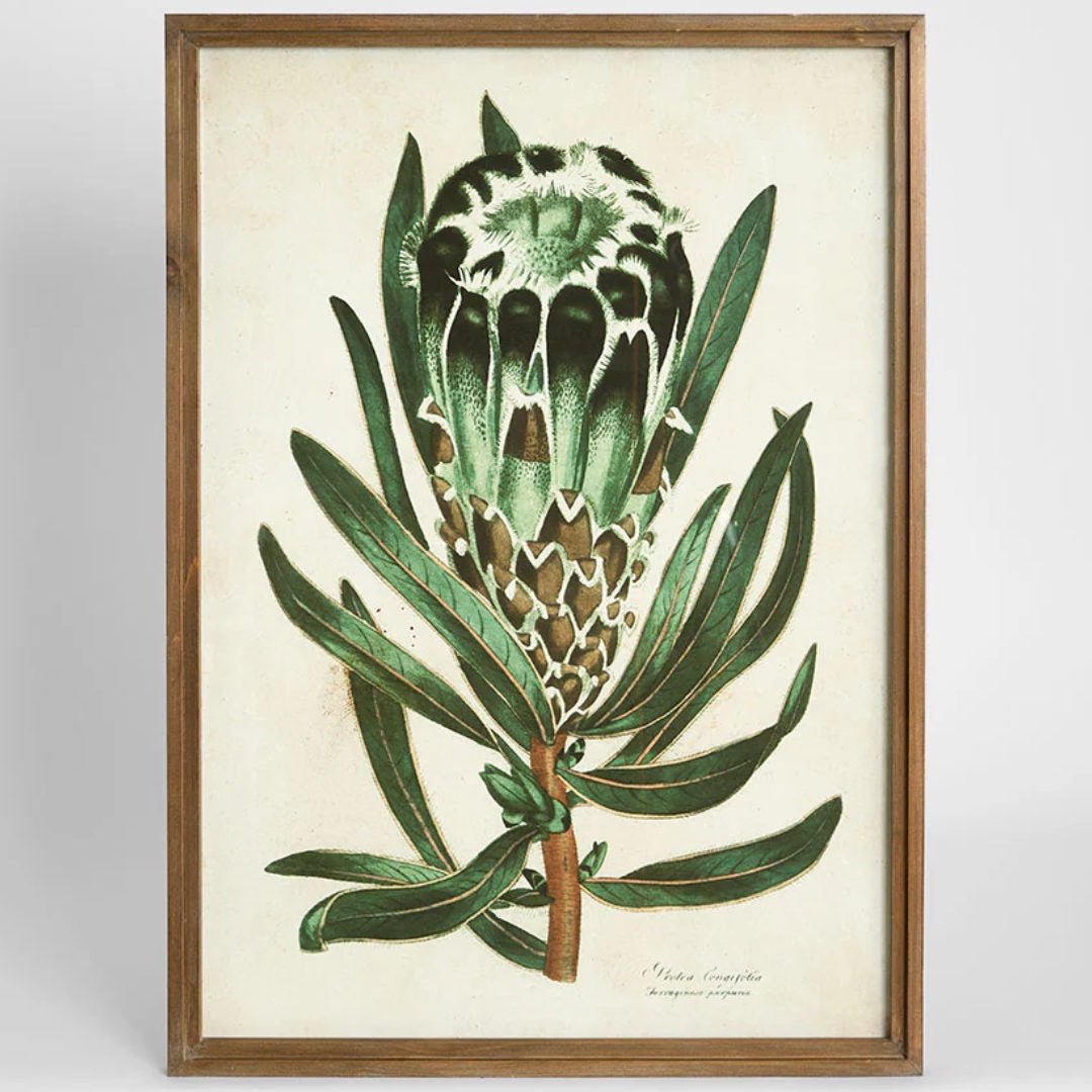 Protea Framed Art | Series 2 | 50x70cm - Suzie Anderson Home