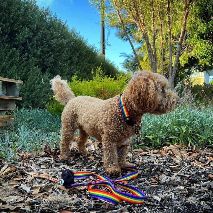 Ziippup | Dog Collar Rainbow (BOWRAL)