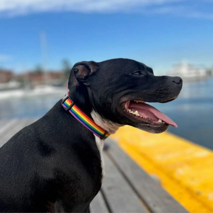 Ziippup | Dog Collar Rainbow (BOWRAL)