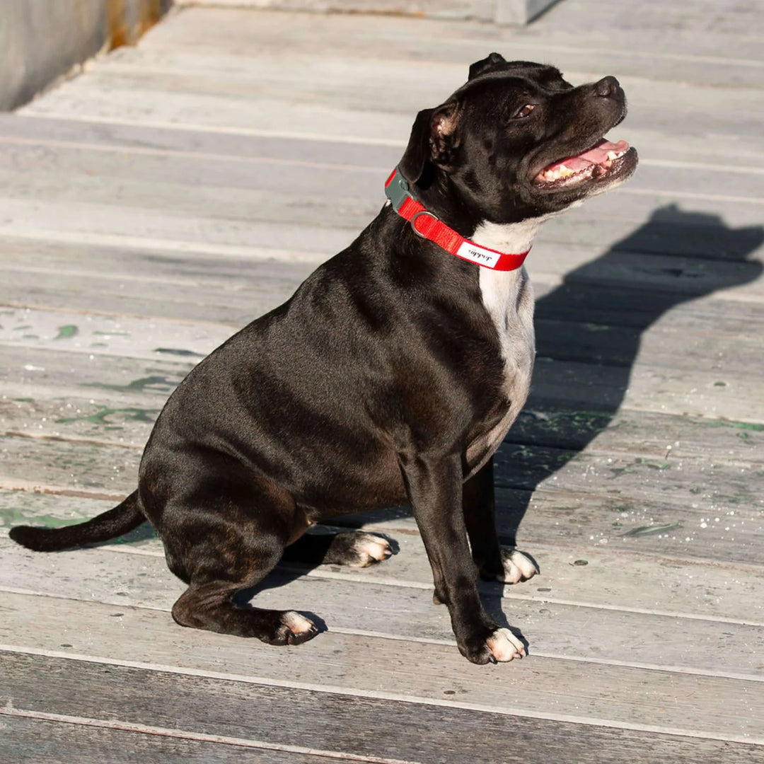 Ziippup | Dog Collar Red (BOWRAL)