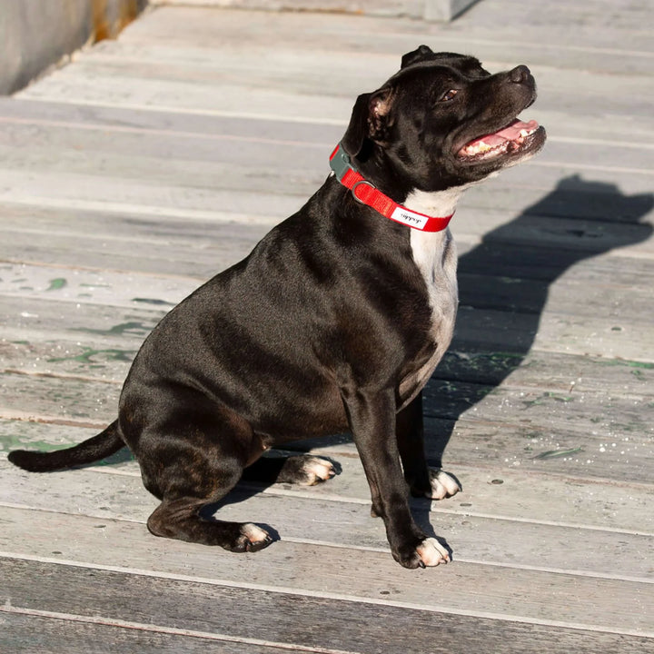 Ziippup | Dog Collar Red (BOWRAL)