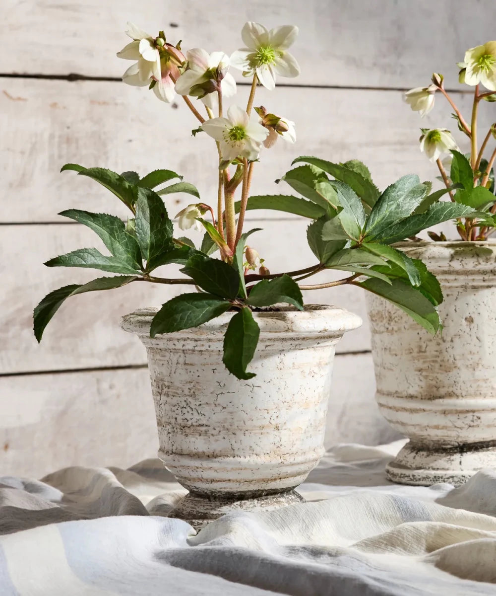 Rustic White Planter Urn | Large W30 x H28cm - Suzie Anderson Home