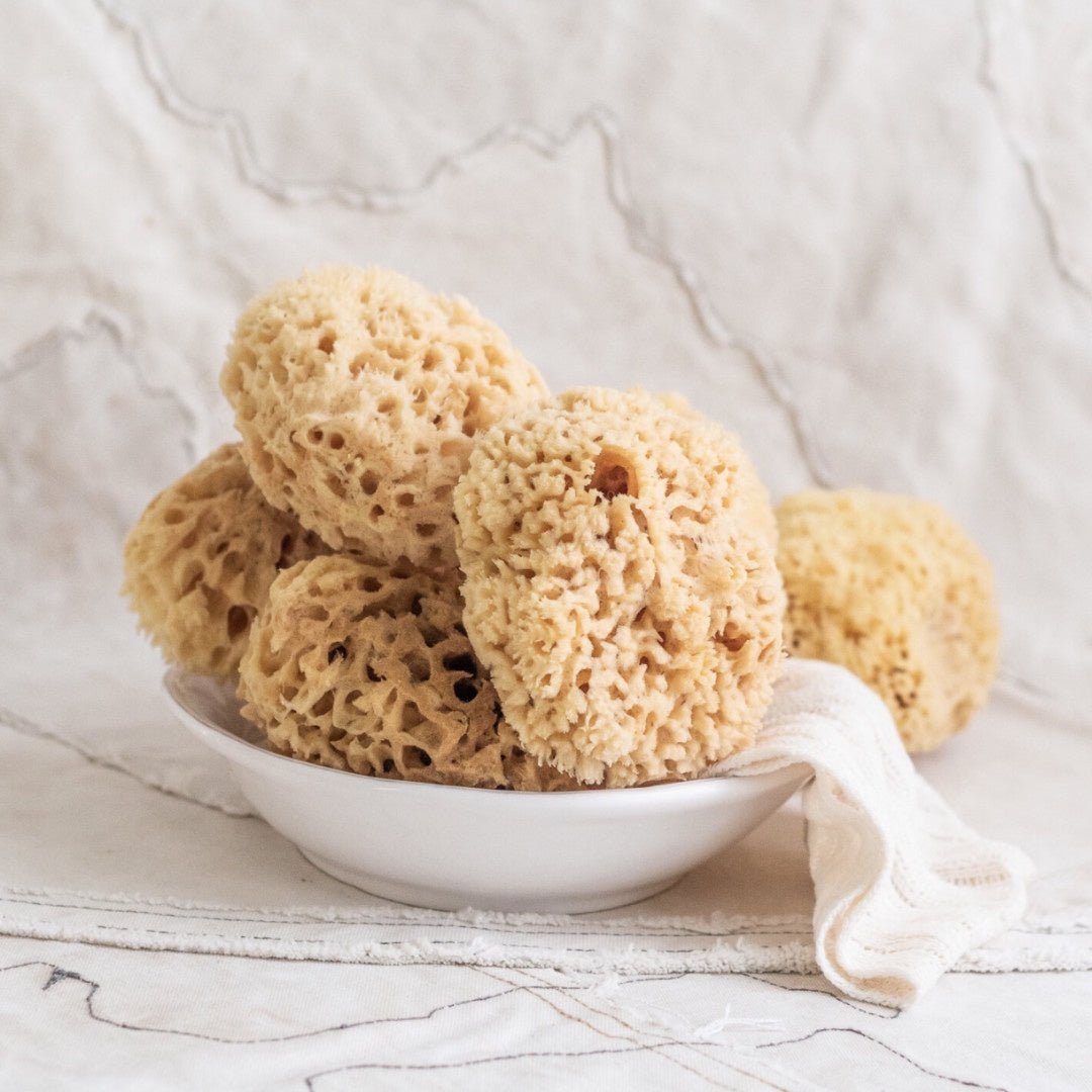 Sea Sponge - Suzie Anderson Home