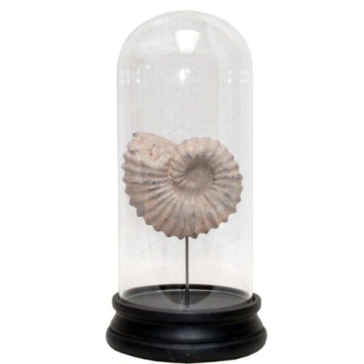 Decorative Shell in Glass Dome | 20cmH