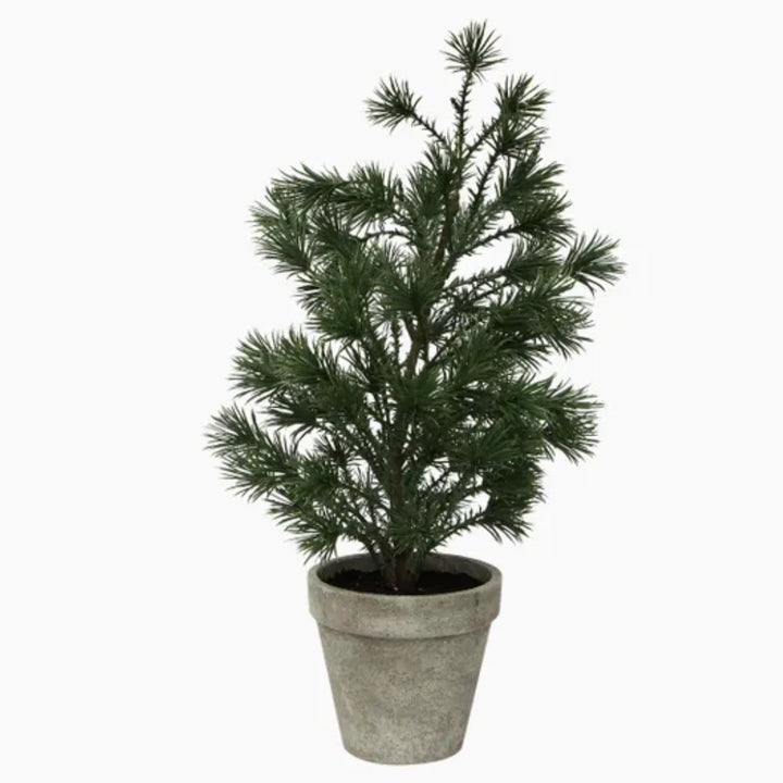 Small Table Pine Tree in Pot | 37cmH