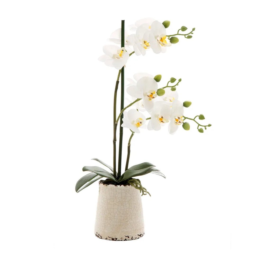 Small Orchid in Ivory Pot | White | 50cm - Suzie Anderson Home