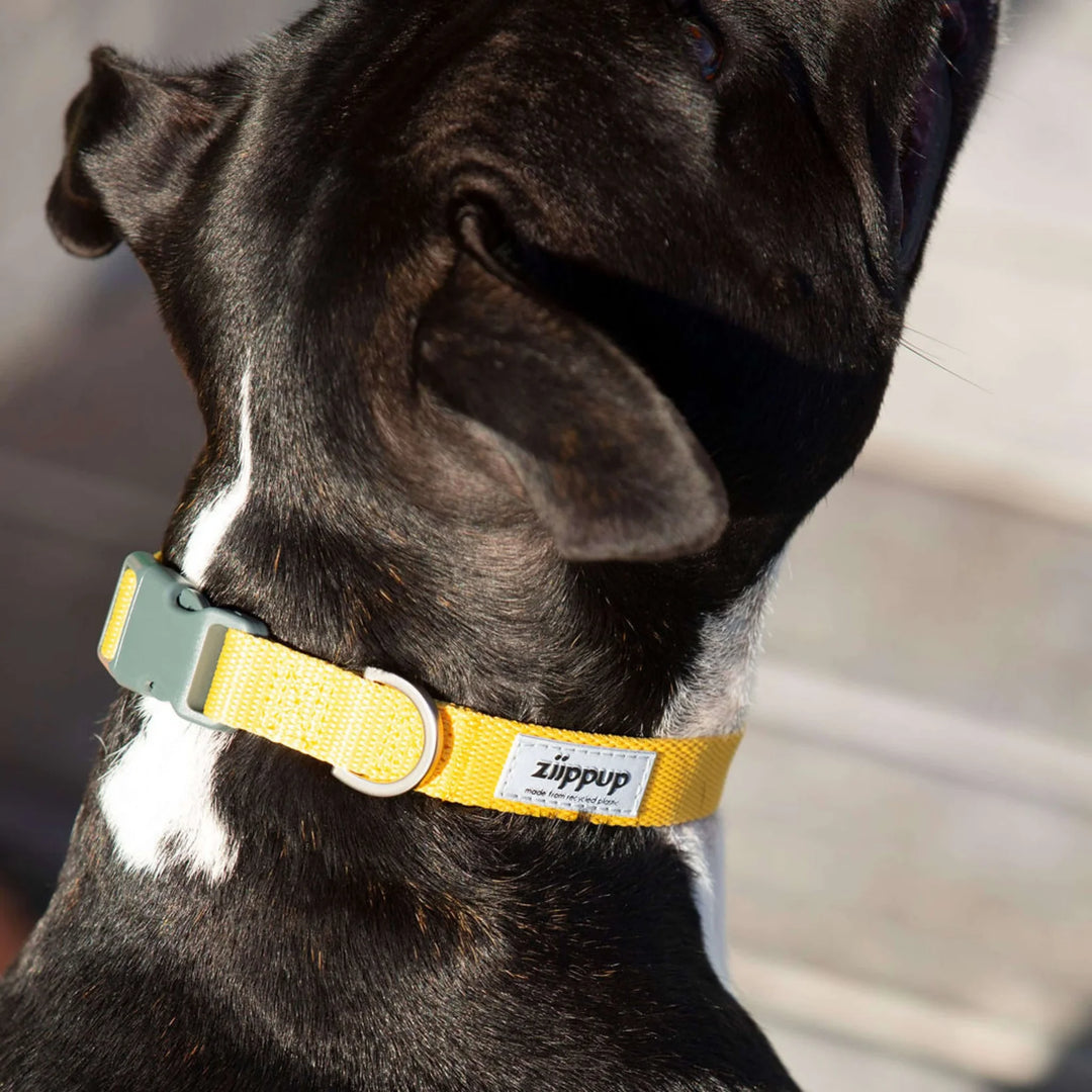 Ziippup | Dog Collar Yellow (BOWRAL)