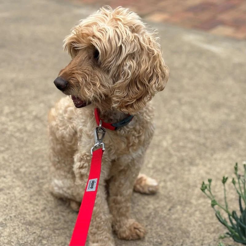 Ziippup | Dog Collar Red (BOWRAL) - Suzie Anderson Home