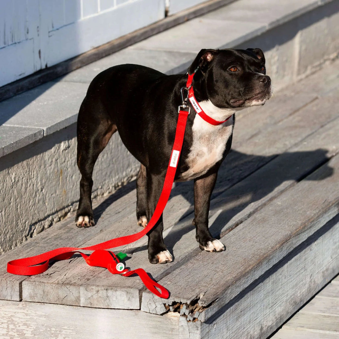 Ziippup | Dog Collar Red (BOWRAL) - Suzie Anderson Home