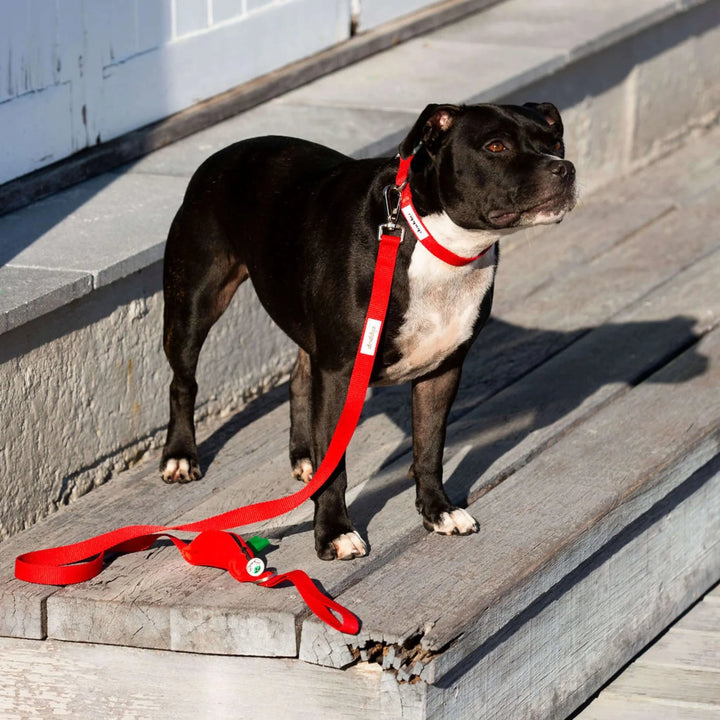 Ziippup | Dog Collar Red (BOWRAL) - Suzie Anderson Home