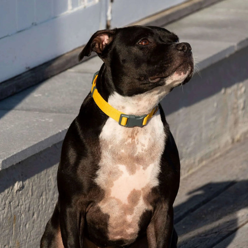 Ziippup | Dog Collar Yellow (BOWRAL) - Suzie Anderson Home