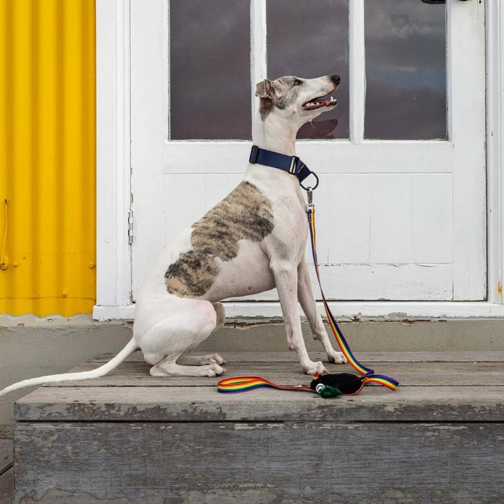Ziippup | Rainbow Dog Lead with Built in Pocket (BOWRAL) - Suzie Anderson Home