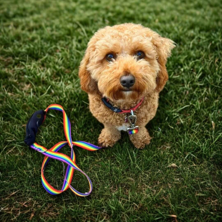 Ziippup | Rainbow Dog Lead with Built in Pocket (BOWRAL) - Suzie Anderson Home
