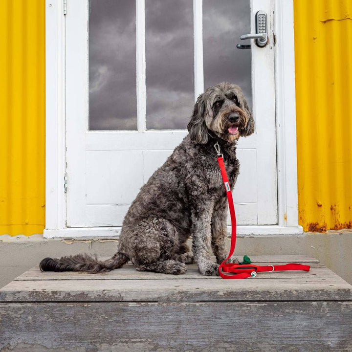 Ziippup | Red Dog Lead with Built in Pocket (BOWRAL) - Suzie Anderson Home